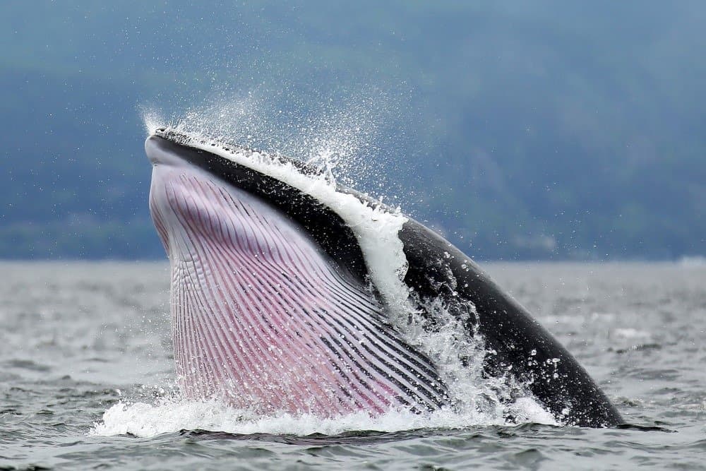 Minke whale at Tadoussac Québec