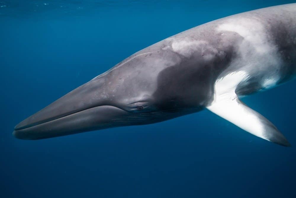 Giant dwarf minke whale in the ocean