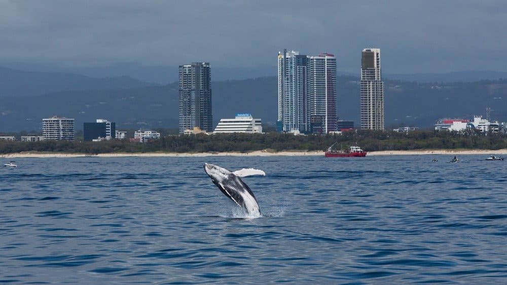 Minke whale calf jumping out of the water with Gold Coast buildings in the background