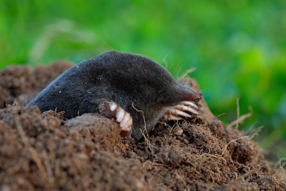 mole emerging from dirt mound