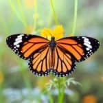 Monarch butterfly on orange cosmos flowers
