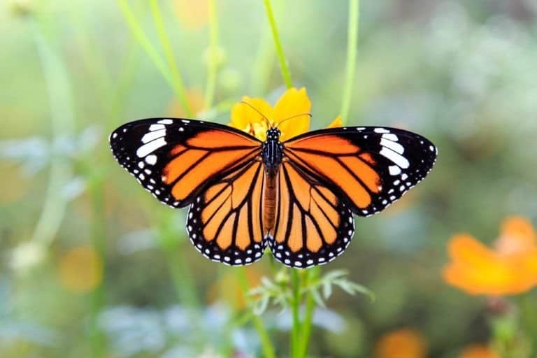 Monarch butterfly on orange cosmos flowers