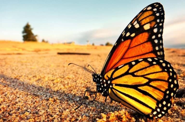 A monarch butterfly takes a well deserved break on the shores of Lake Superior in Minnesota on its northward return to Canada from Mexico.