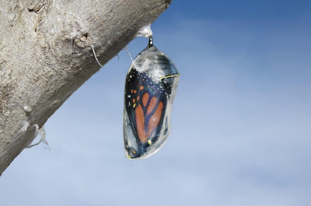 Monarch butterfly (Danaus plexippus) and chrysalis cocoon