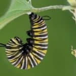 Monarch butterfly larva hanging on a leaf