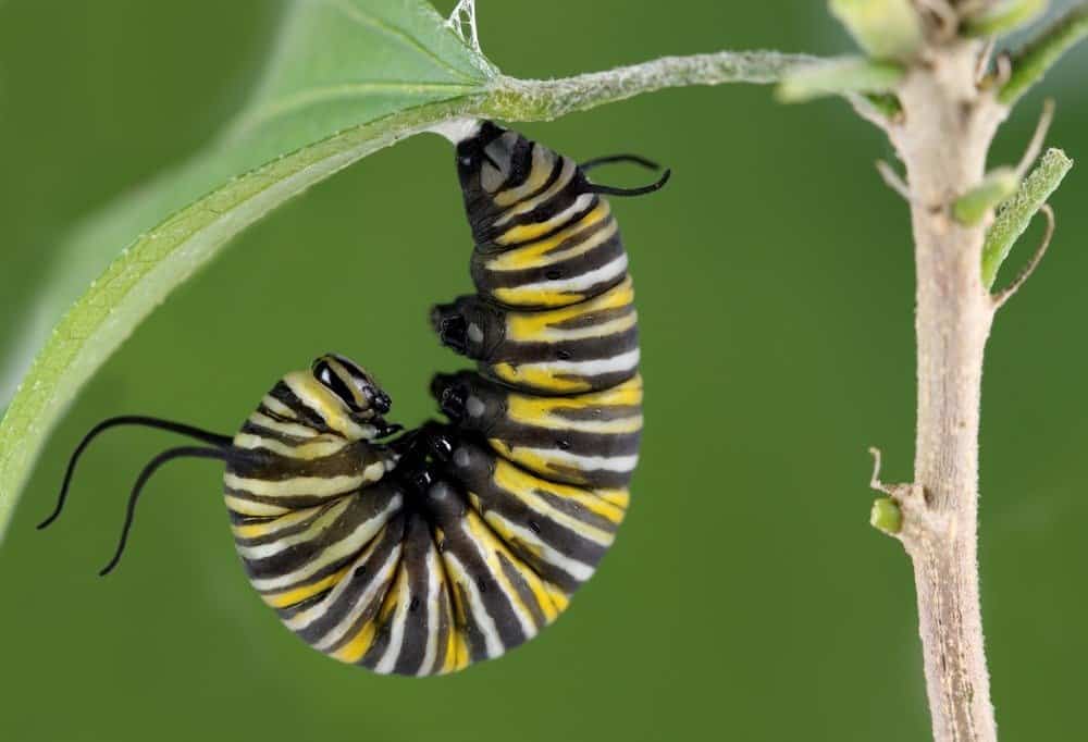 Monarch Butterfly Pictures - AZ Animals