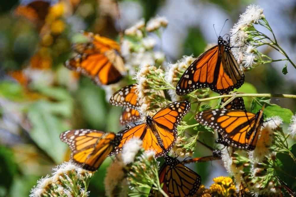 The 5 Best Places to See the Monarch Migration in Mexico - A-Z Animals