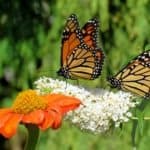 Two Monarch butterflies and flowers in garden on bank of the Lake Ontario in Toronto, Canada