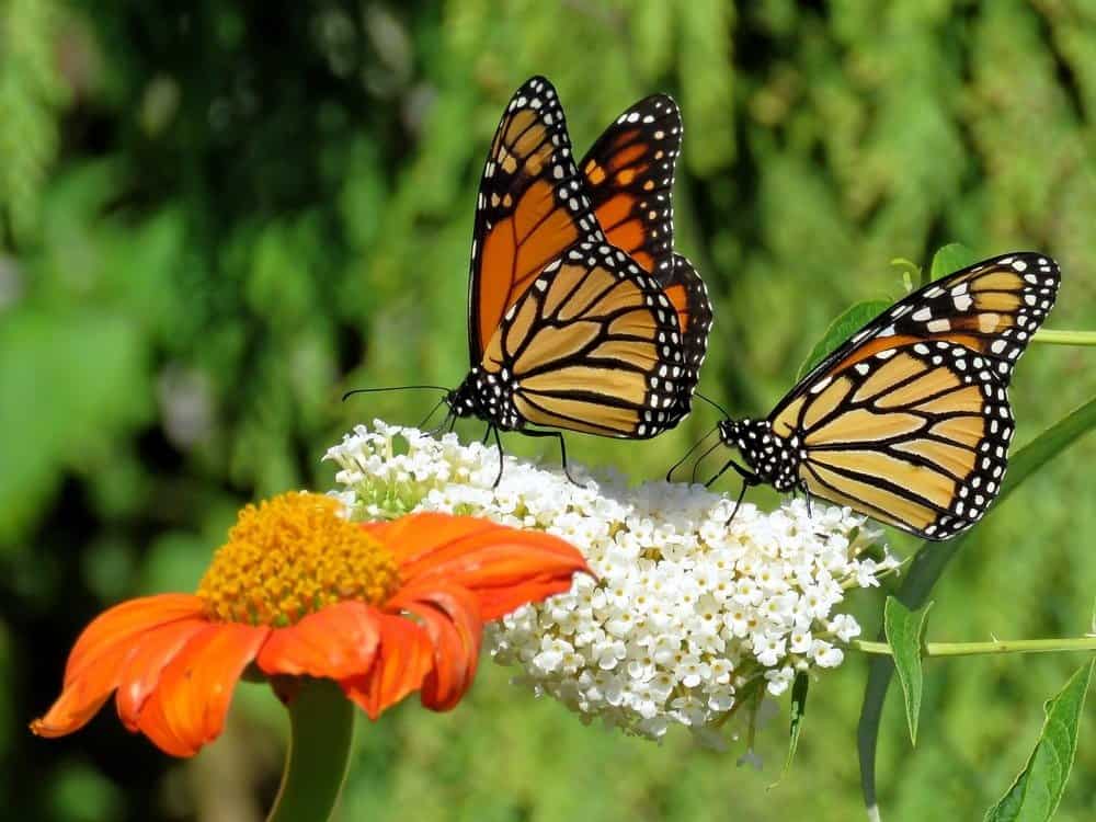 Two Monarch butterflies and flowers in garden on bank of the Lake Ontario in Toronto, Canada