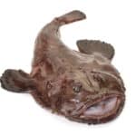 Monkfish