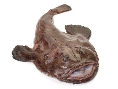 Monkfish Picture