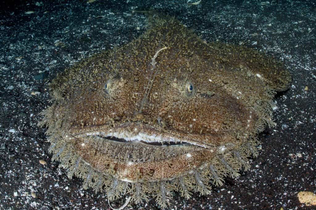 Monkfish on the ocean floor