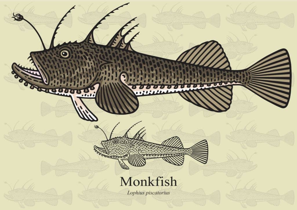 Monkfish