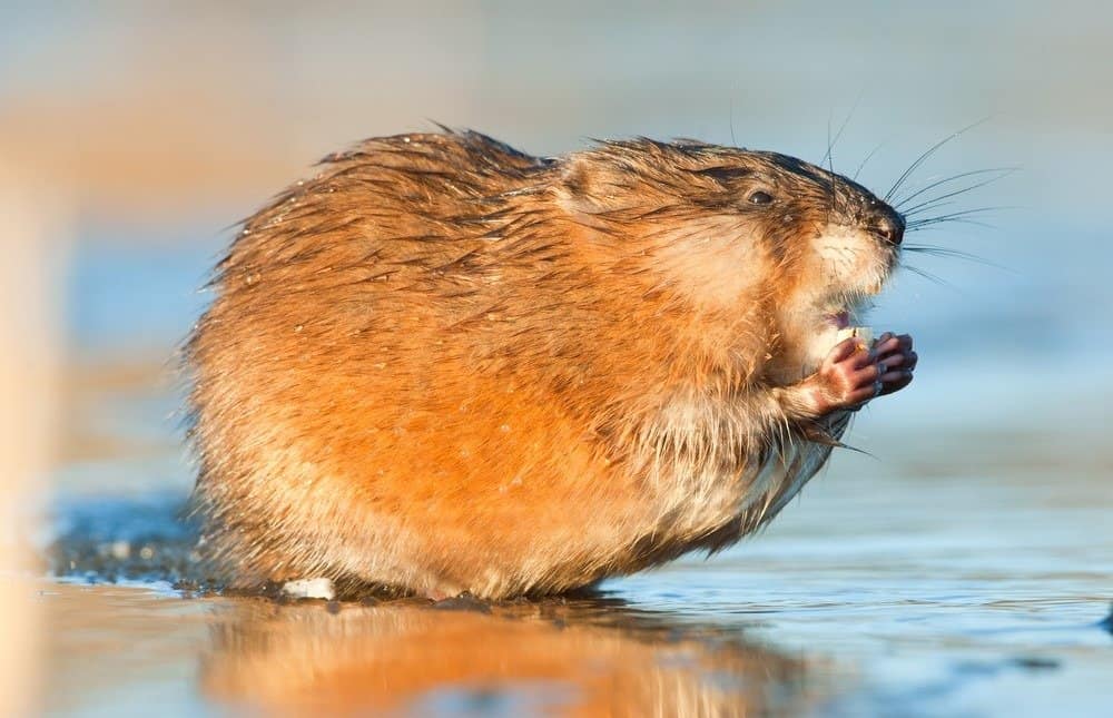 Muskrat in sunset light. Autumn season.