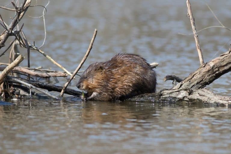 Muskrat Vs Rat: What Are the Differences? - A-Z Animals