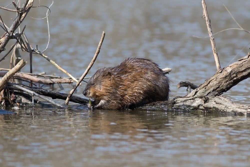 Ондатра на бревне у воды