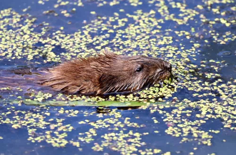 Muskrat swimming in pond