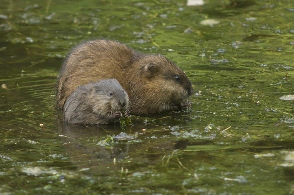 A young muskrat sits next to its mother while feeding in a pond