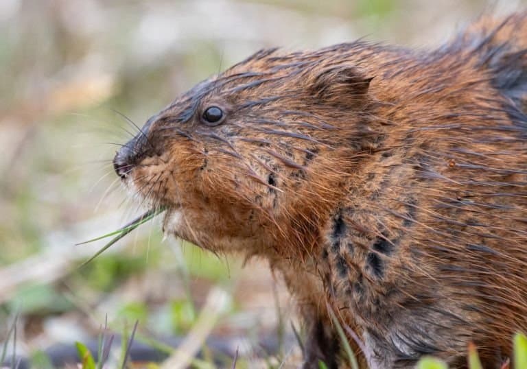 A muskrat eats grass by the side of a pond