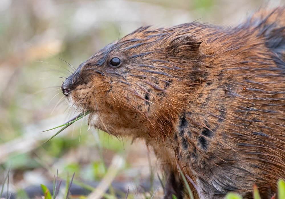 Groundhog Vs Muskrat