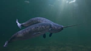 Are Narwhals Real? The Incredible Story Behind their History! Picture