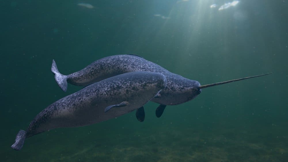 The Narwhal Tusk: The World's Longest Tooth - AZ Animals