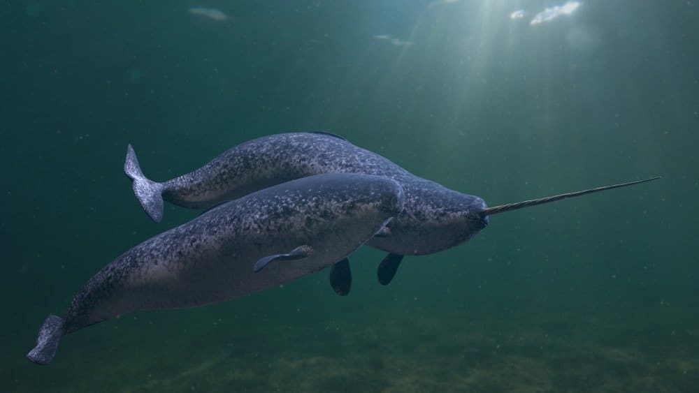 Narwhal couple, two Monodon monoceros swimming together in the ocean