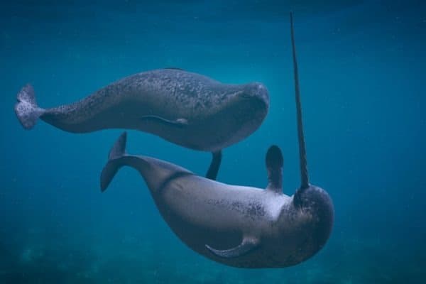 Narwhal couple, two Monodon monoceros playing in the ocean 