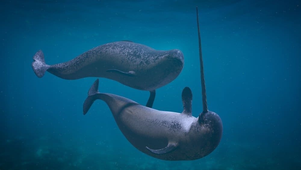 Narwhal couple, two Monodon monoceros playing in the ocean