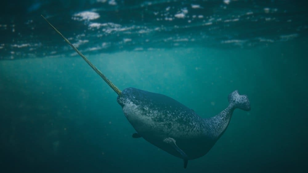 Narwhal, male Monodon monoceros swimming in the ocean