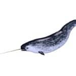 male narwhal or Monodon monoceros, or narwhale isolated on white background