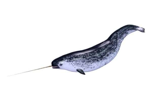 male narwhal or Monodon monoceros, or narwhale isolated on white background
