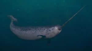 Narwhal: 13 Top Facts for the Unicorn of the Seas Picture