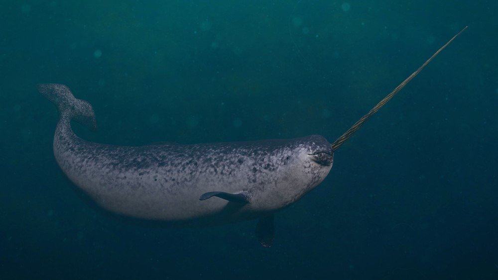 Narwhal, male Monodon monoceros swimming in the ocean