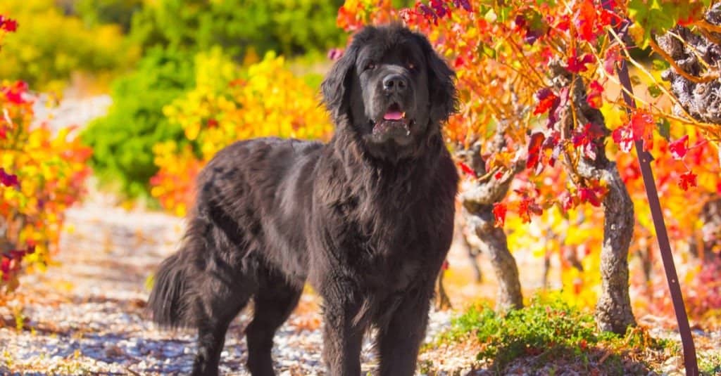Newfoundland dog pictured in front of colorful leaves