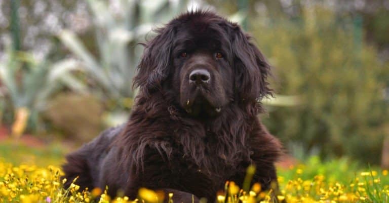 Black Newfoundland dog in flowers