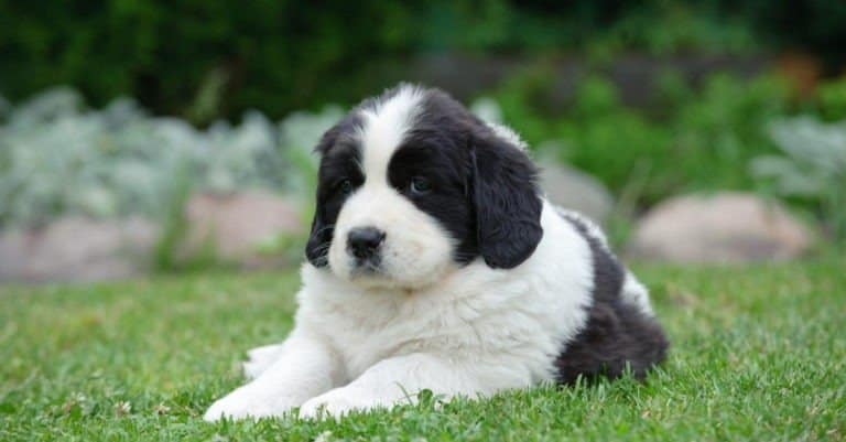 Black and white Newfoundland (Landseer) puppy