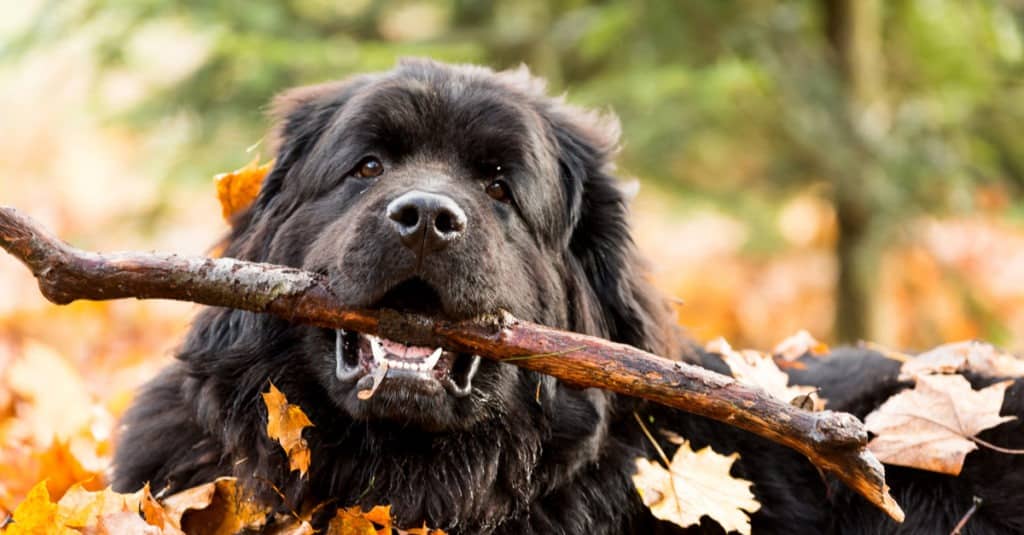 Black Newfoundland with stick in its mouth