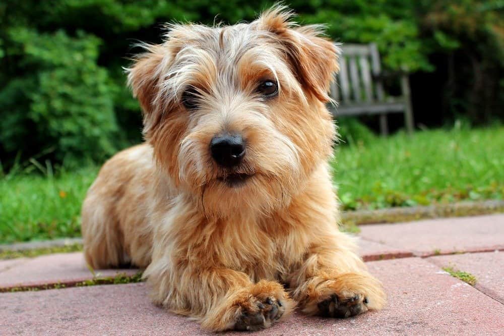 Norfolk terrier lying on pathway