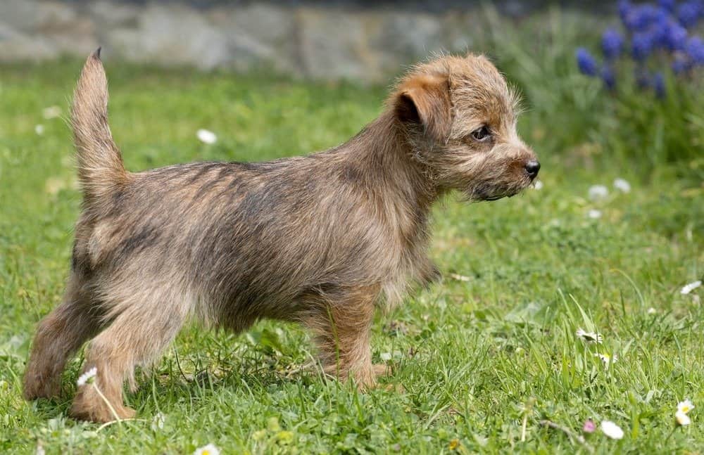 Puppy Norfolk Terrier standing in grass