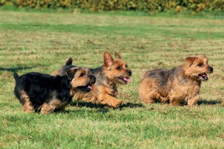 Norfolk Terrier dogs playing outside