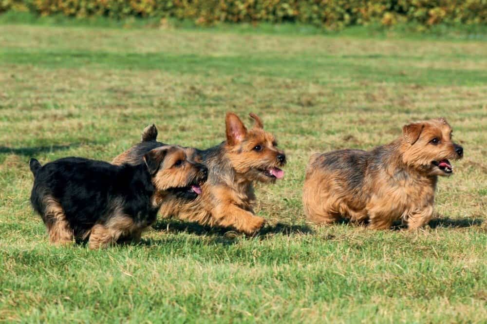 are norfolk terriers cuddly