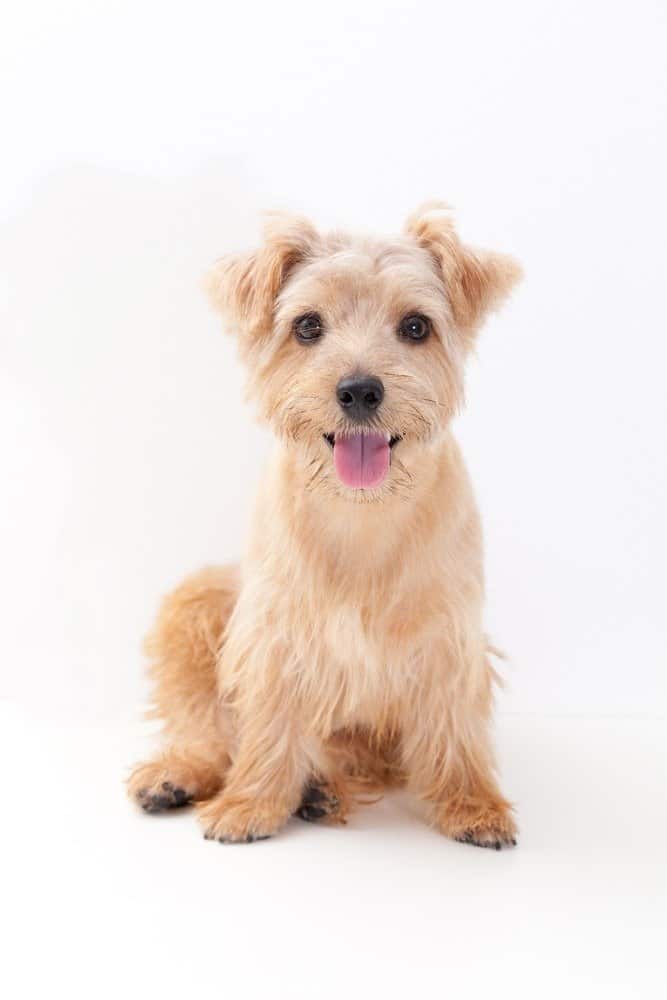 Norfolk Terrier on a white background