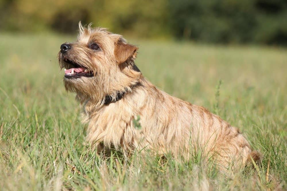 Norfolk Terrier sitting in grass