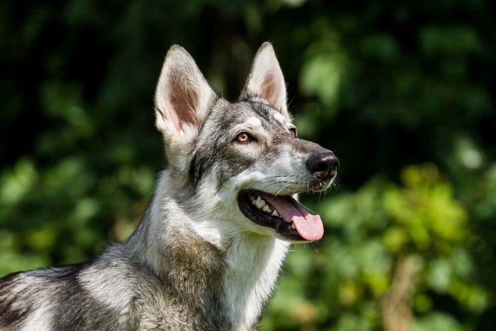 Northern Inuit dog portrait