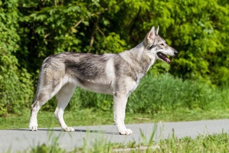 Northern Inuit dog standing in park
