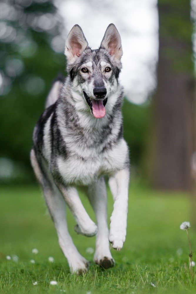 Northern Inuit dog running