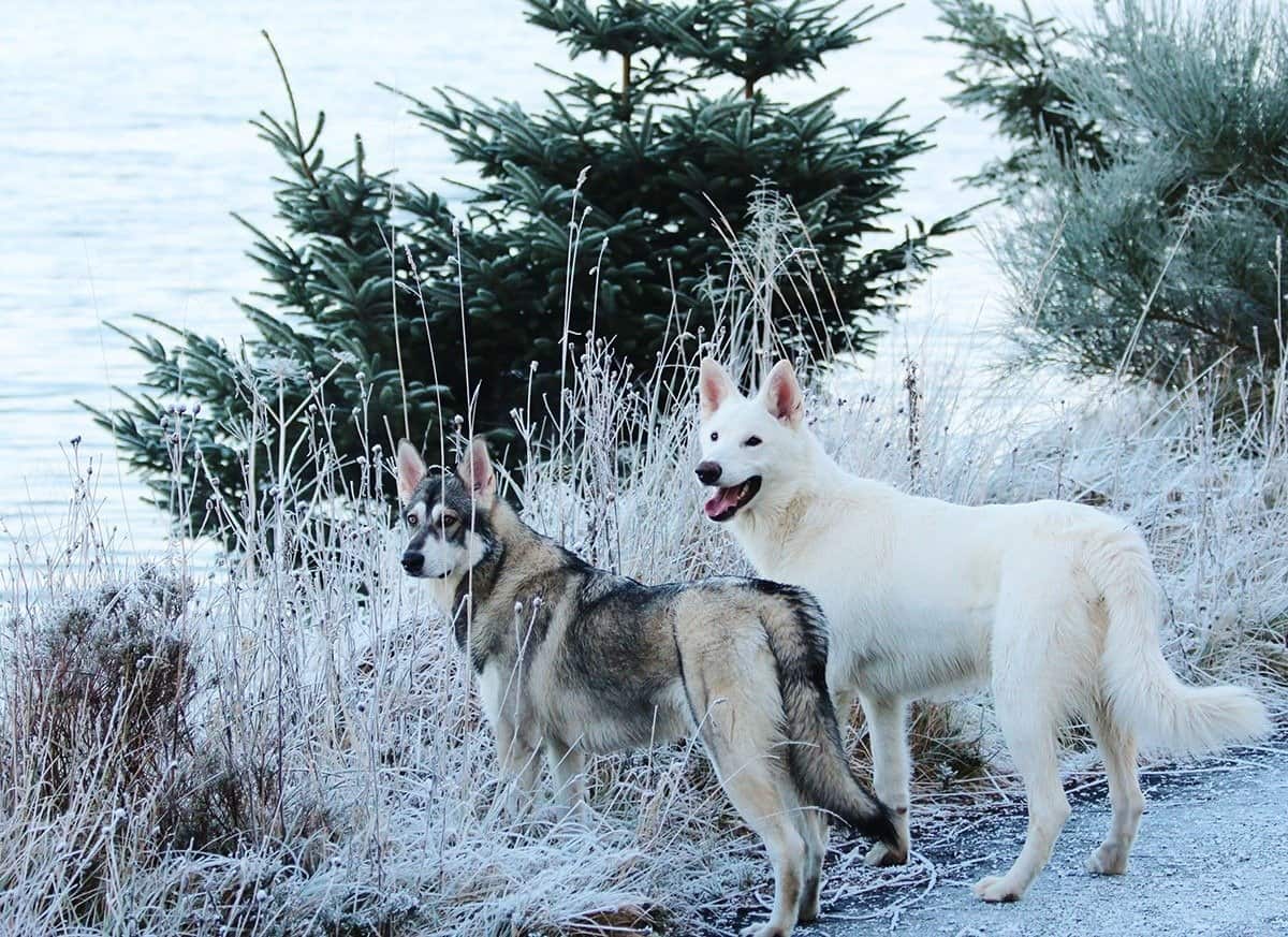 A pair of Northern Inuit dogs in the field