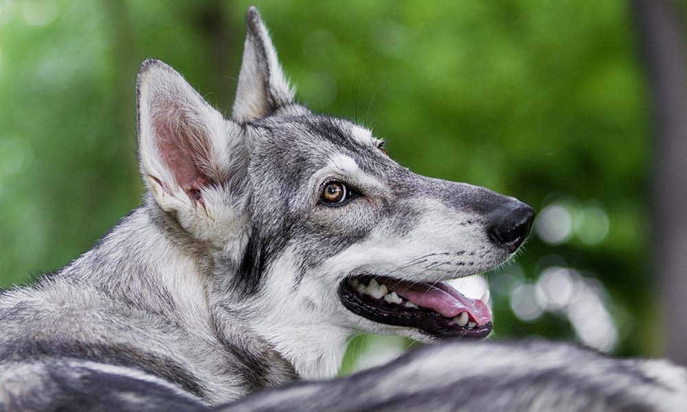 northern Inuit dogs are a breed of dogs that look like wolves