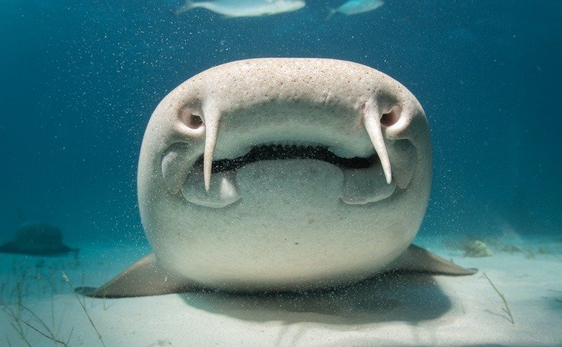 baby grey nurse shark